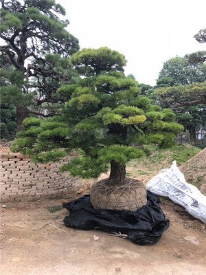 油松的盆景是如何栽培管理技術(shù)？