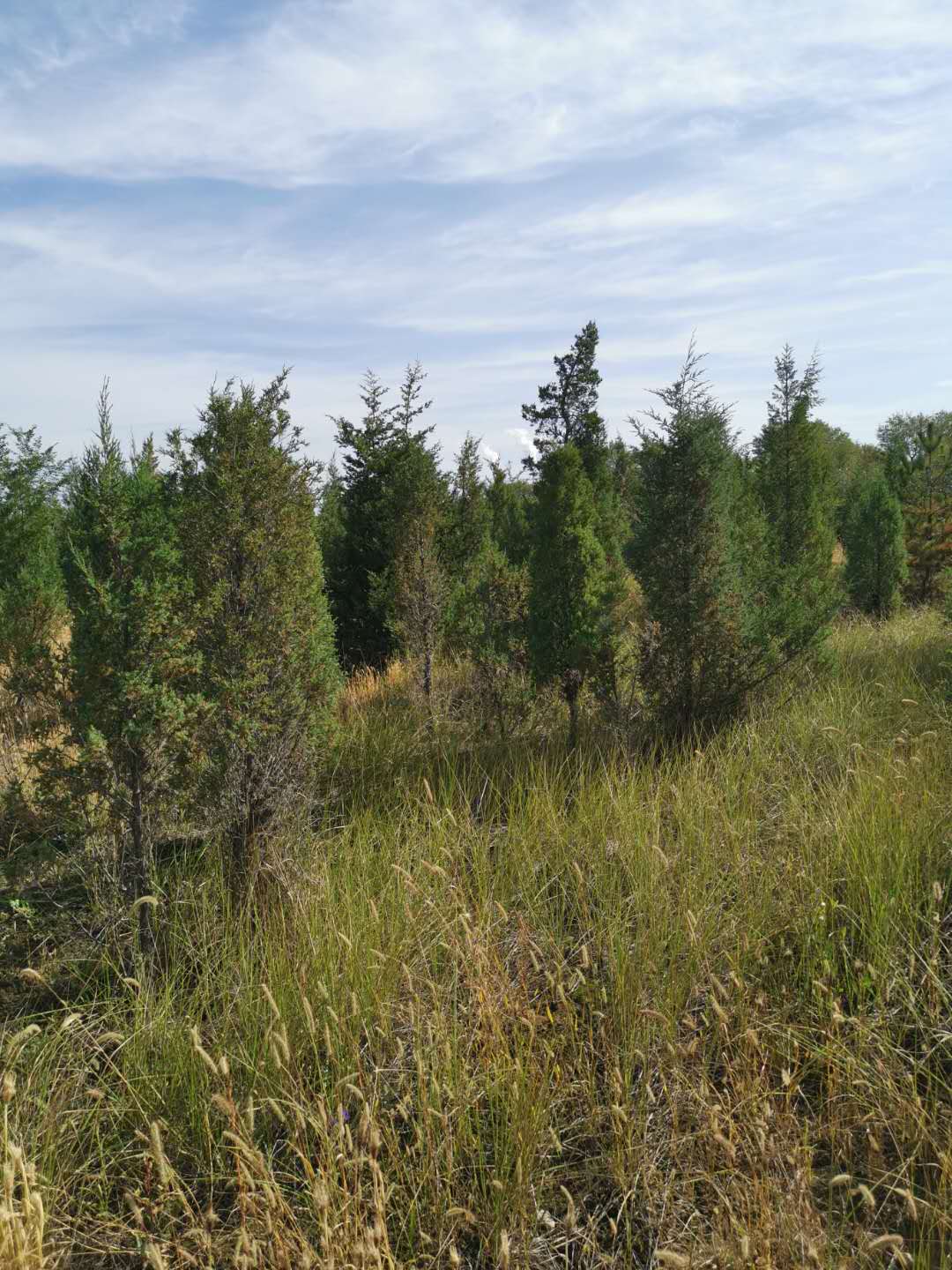 種植苗木前可以使用哪些方法進(jìn)行土壤消毒？