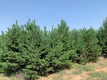 如何才能使造型油松盡早的開花呢？